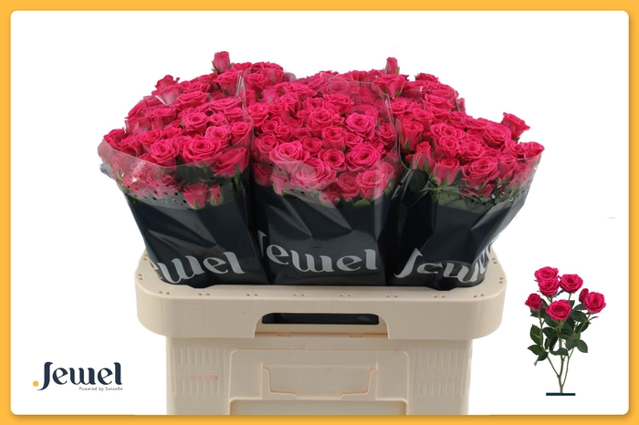 <h4>R TR PINK YO-YO Water</h4>