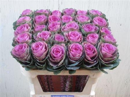 <h4>Brass Red Crane</h4>