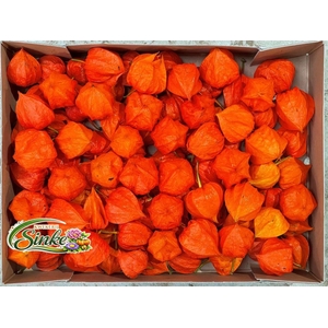Physalis Lampion Los