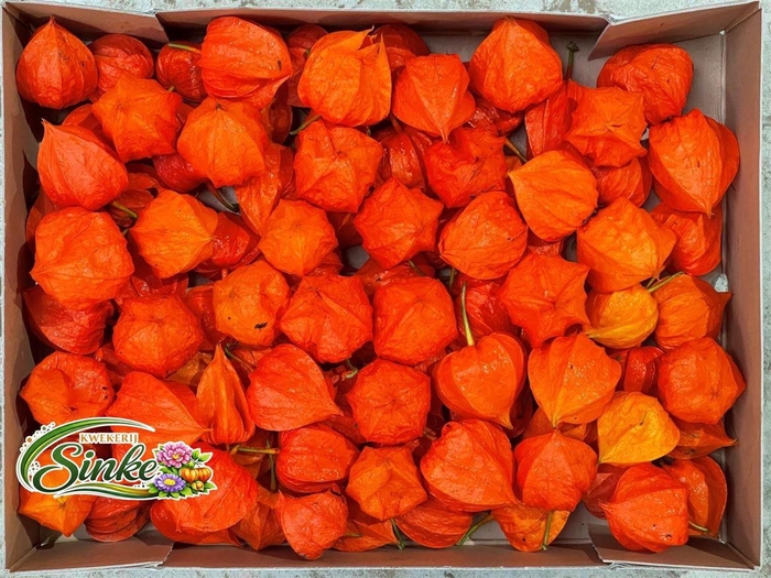 <h4>Physalis Lampion Los</h4>