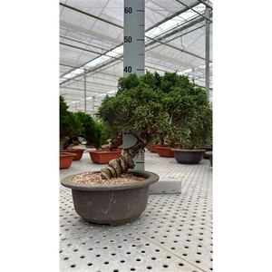 Juniperus chinensis, 22cm, in trainingpot