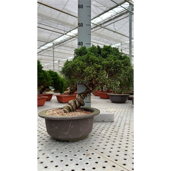 <h4>Juniperus chinensis, 22cm, in trainingpot</h4>