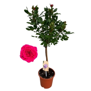 arr8 Rosa Op Stam Lila