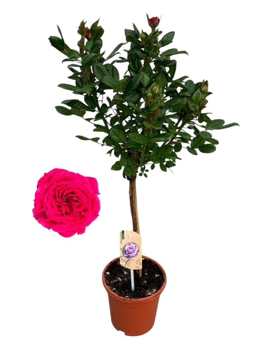 <h4>arr8 Rosa Op Stam Lila</h4>