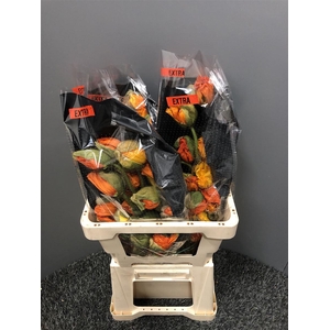 Papaver Extra Mix
