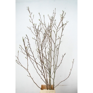 MAGNOLIA YELLOW PER STEM 220CM