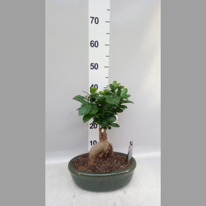 Ficus microcarpa 'Ginseng'