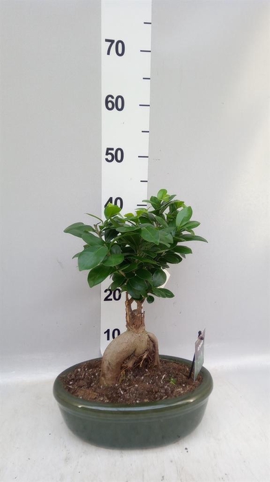 <h4>Ficus microcarpa 'Ginseng'</h4>