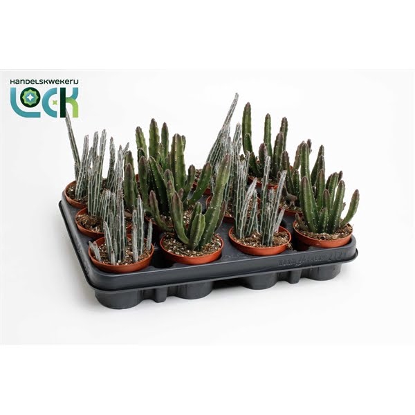 <h4>Stapelia mix</h4>