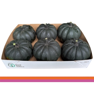 CUC MAXIMA HALLOWEEN
