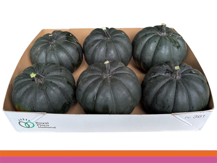 <h4>CUC MAXIMA HALLOWEEN</h4>