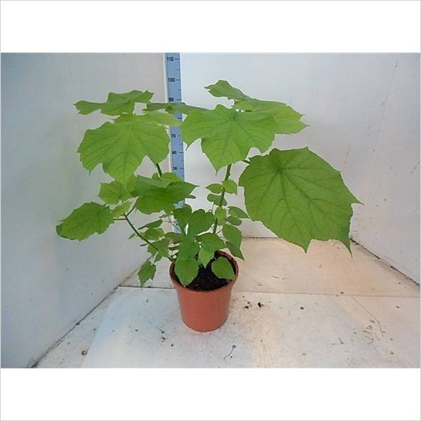 SPARRMA AFRICANA