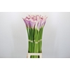 Zantedeschia Eydolls Purple White