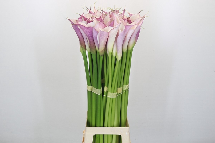 <h4>Zantedeschia Eydolls Purple White</h4>