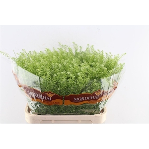 Thlaspi Green Bell 45 Gram