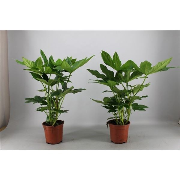 <h4>Fatsia japonica</h4>