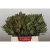 Leucadendron Highlight