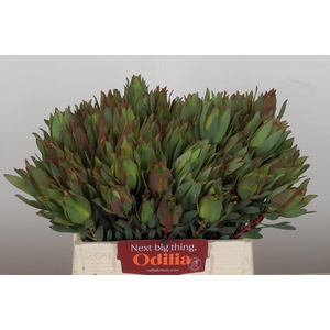 Leucadendron Highlight