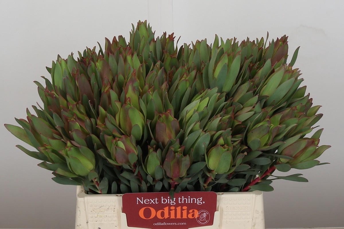 <h4>Leucadendron Highlight</h4>