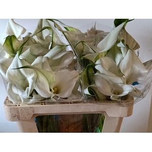 Calla Overig | Dubbelbloemig