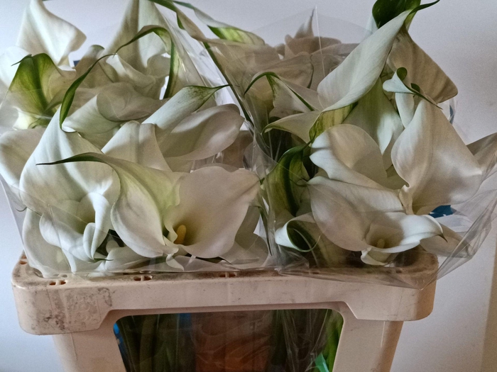 <h4>Calla Overig | Dubbelbloemig</h4>