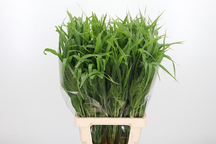 <h4>Panicum Fountain</h4>