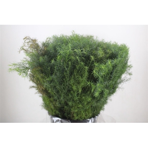 Cryptomeria Pbs