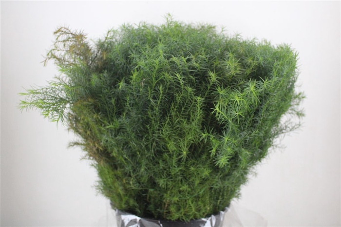 <h4>Cryptomeria Pbs</h4>