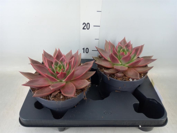 <h4>Echeveria   ...</h4>