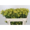 Leucadendron Pisa Spray