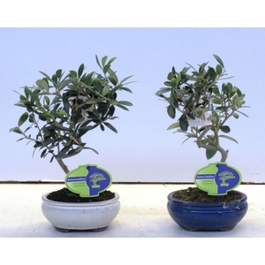 Olea europaea, pot 13cm.