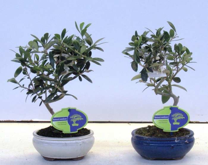 <h4>Olea europaea, pot 13cm.</h4>
