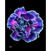 Dianthus St Slush Puppy