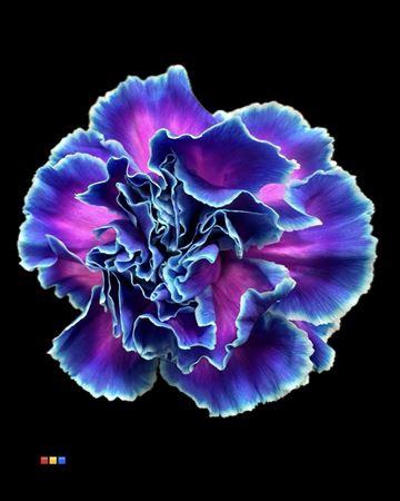 Dianthus St Slush Puppy