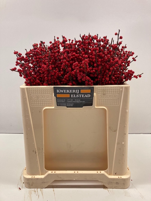 <h4>ILEX VE RODE BES</h4>