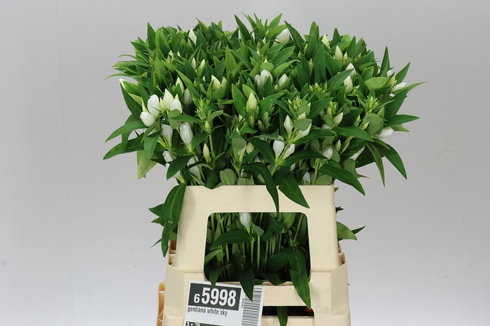 Gentiana White Sky