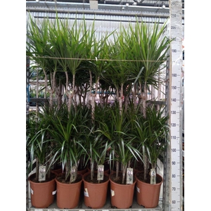 Dracaena marg.
