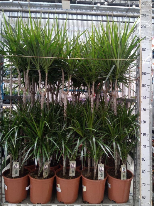 <h4>Dracaena marg.</h4>