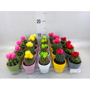 Cactus   ...decorated