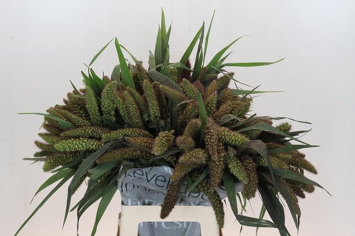 <h4>Setaria Italica Red Jewel</h4>