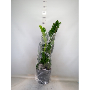 Zamioculcas zamiifolia