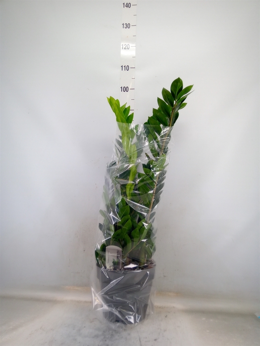 <h4>Zamioculcas zamiifolia</h4>