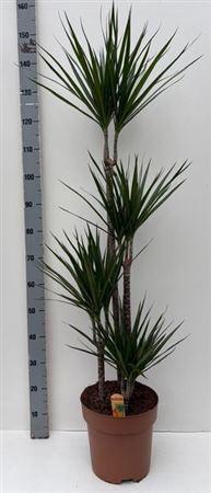 <h4>Dra Marginata</h4>