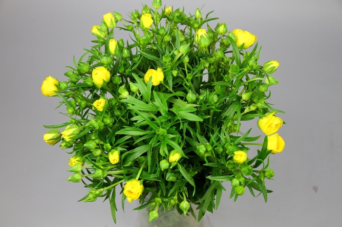 <h4>Ranunculus Butterfly Phytalos</h4>