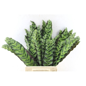 Calathea Insignis