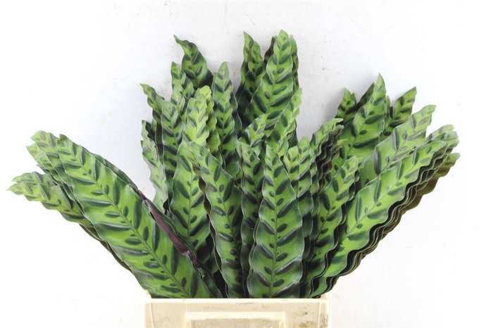 <h4>Calathea Insignis</h4>