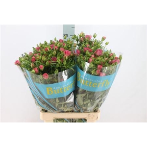 Ranunculus Butterfly Lycia Pink 70cm