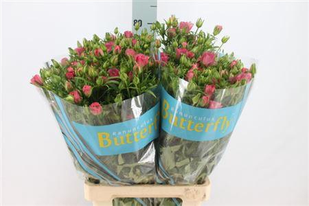 <h4>Ranunculus Butterfly Lycia Pink 70cm</h4>