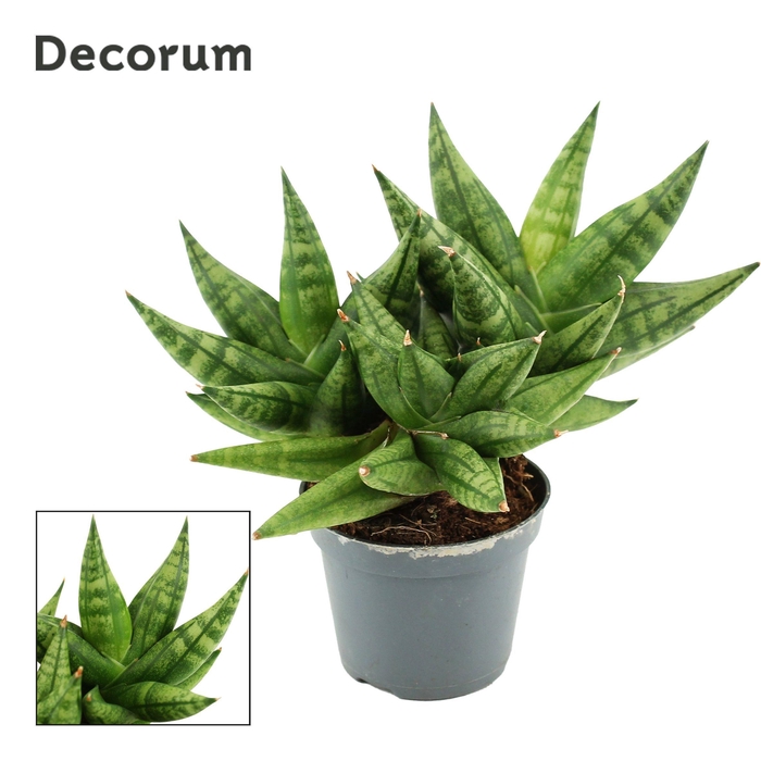 <h4>Sansevieria Rocky Crown 6 cm multi (Decorum)</h4>