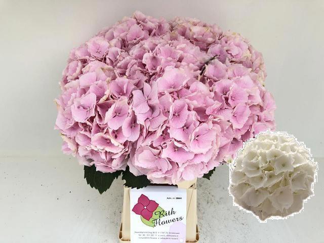 <h4>HYDR M CH VERENA</h4>